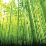 bamboo-a