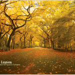 fallen-leaves-a