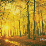 yellow-forest-a