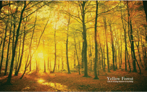 yellow-forest-a