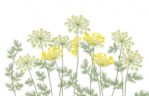 Dill